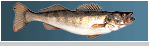 Walleye Picture